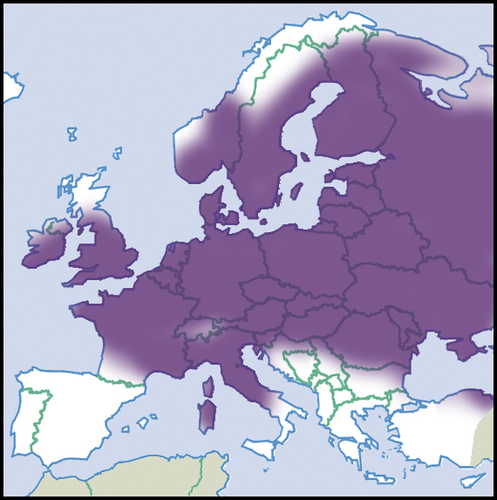 Didžioji gintarė nuotrauka
