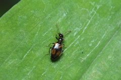 Microhoria fugiens