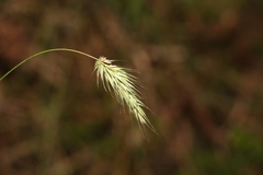 Echinopogon nutans