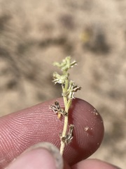 Pectocarya penicillata