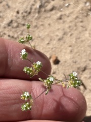 Eremocarya micrantha