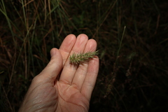 Echinopogon nutans