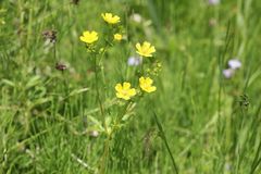 Potentilla kleiniana