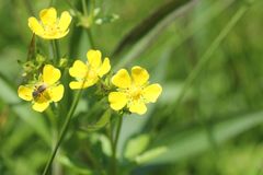 Potentilla kleiniana