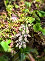 Collinsia tinctoria