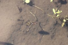 Notonecta triguttata