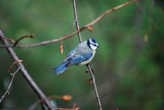 Cyanistes caeruleus caeruleus