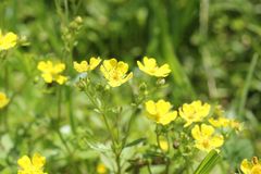 Potentilla kleiniana