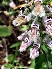 Collinsia tinctoria