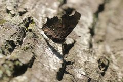 Kaniska canace nojaponicum