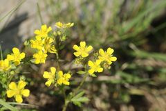 Potentilla kleiniana
