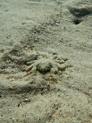 Hymenosoma orbiculare