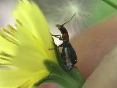 Cyrtosus cyanipennis