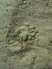 Hymenosoma orbiculare