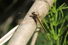 Orthetrum japonicum