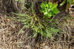 Scleranthus perennis