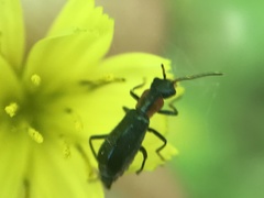 Cyrtosus cyanipennis