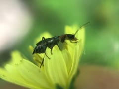 Cyrtosus cyanipennis