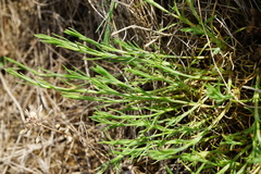 Scleranthus perennis