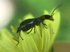 Cyrtosus cyanipennis