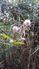 Mimosa asperata