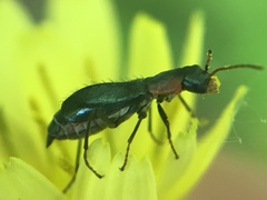 Cyrtosus cyanipennis