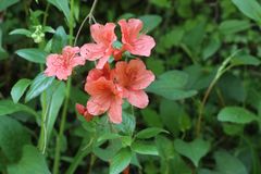 Rhododendron kaempferi