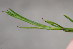 Scleranthus perennis