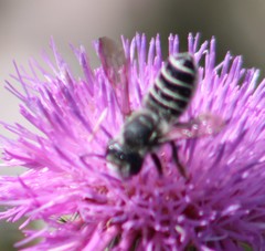 Megachile montivaga