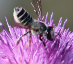 Megachile montivaga