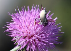 Megachile montivaga