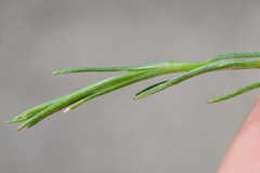 Scleranthus perennis