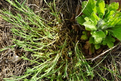 Scleranthus perennis