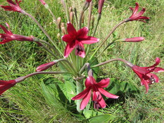 Brunsvigia undulata