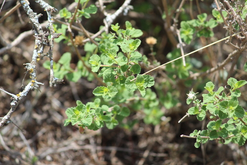 Image of Brickellia veronicifolia by (c) Alberto Wong, some rights reserved (CC BY-SA)