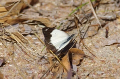 Belenois creona severina