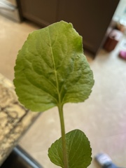 Magnoliopsida