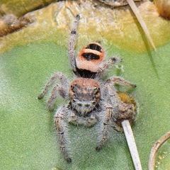 Phidippus pacosauritus