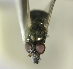 Cynorhinella longinasus