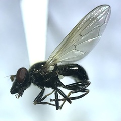 Cynorhinella longinasus