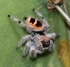 Phidippus pacosauritus