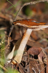 Cortinarius abnormis