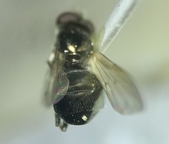 Cynorhinella longinasus