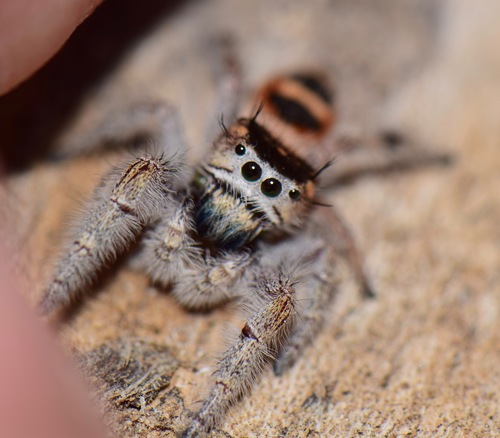 Phidippus pacosauritus Edwards, 2020