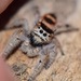 Phidippus pacosauritus - Photo (c) R.E.Llanos, some rights reserved (CC BY-NC-SA), uploaded by R.E.Llanos
