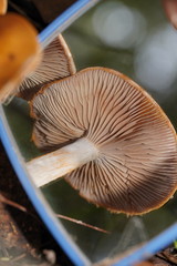 Cortinarius abnormis