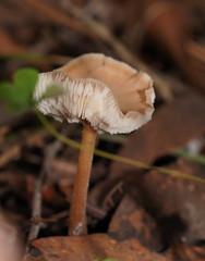 Lentinellus tasmanicus