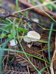 Mycena mijoi