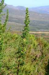 Cliffortia phillipsii