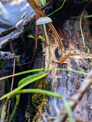 Mycena mijoi